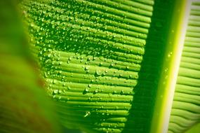 Banana Leaf Nature