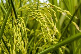 green grass spikelets field