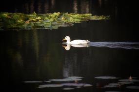 Duck White