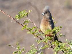 Bird Parrot Branch