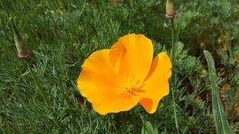 unusual large flower in the garden yellow
