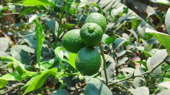 green fruits in the foliage