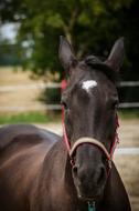 The Horse Konik Horses
