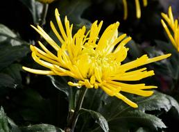Flower Color Yellow Botany