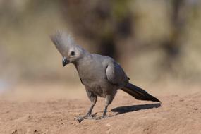 grey Lourie Bird