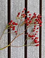 red berries against the fence