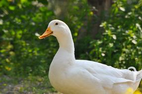 Duck White Goose