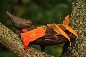 Fall Trough Bird