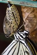 Butterfly Chrysalis Pupa