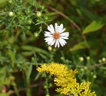 the white daisy in the woods