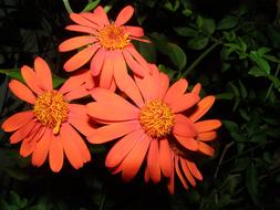 Orange Flower Nature Garden