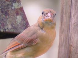 Bird Wildlife Close