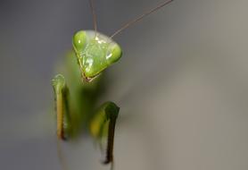 Insect Mantis Religiosa Predator