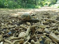 Snail Wood Forest