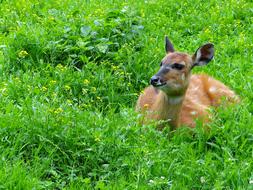 Wikunia Camelids Ungulates