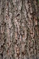 Close-up of the brown wood with bark of different shades