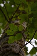 tree with green leaves in spring