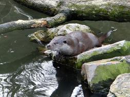 European Otter Lutra A