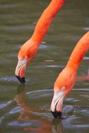 Animals Flamingo Zoo