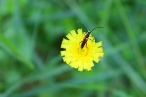 yellow flower with an insect in the grass