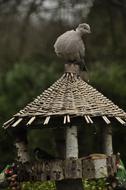 Pigeon Bird Nature