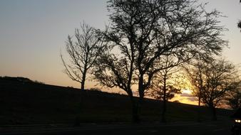 hill tree at Sunset