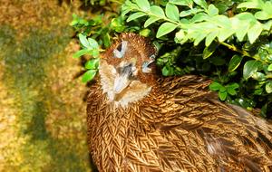 Bird Portrait Brown