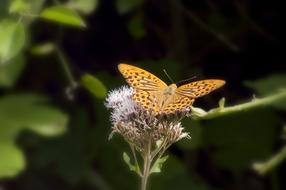 Insect Butterfly Flower