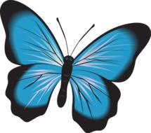 butterfly blue clip art insect