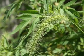 Foxtail Green Plants