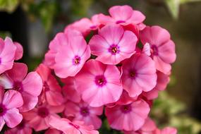 bouquet of beautiful pink flowers