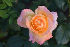 Nature Flower Rose