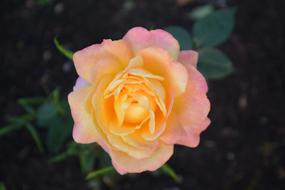 the orange rosebud is gorgeous