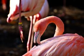Flamingo Bird Colorful Tierpark