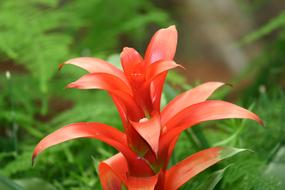 gorgeous orange flower in the grass