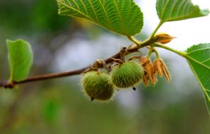 prickly fruit on a branch