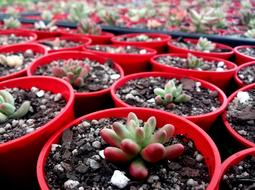 Succulent Succulents Plant