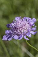 wild violet