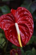 red flower with long nose