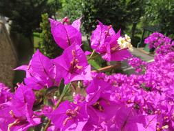 a big bush of beautiful flowers