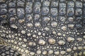 Close up of Crocodile side covered with Scale