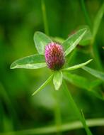 prickly flower in the garden