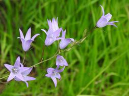 bell flower in the grass