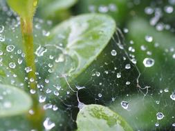 Raindrops on Cobweb in Garden