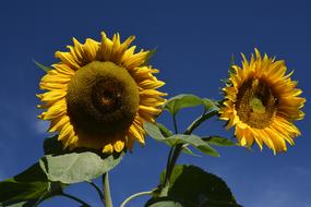 two beautiful sunflowers