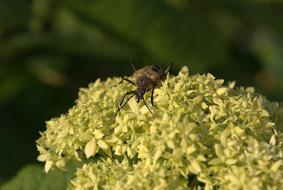 beetle on yellow flowers in nature