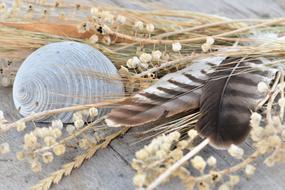 still life, feathers, dry plants and shell