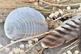 still life, feathers, dry plants and shell, close-up