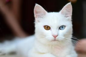 white cat with gray and brown eyes