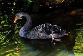Black Mourning Swan in Australia